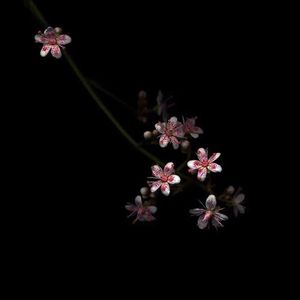 调教女人屁股被打破
